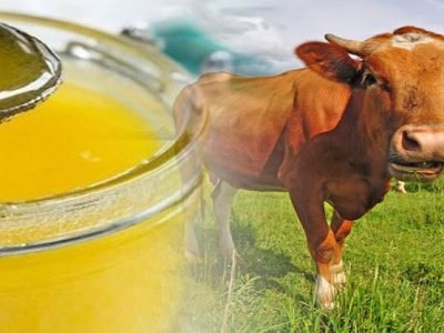 Health First | गायीचे शुद्ध सात्विक तूप आहे आरोग्यास हितकारक  । नक्की वाचा