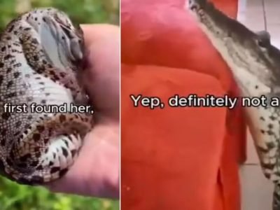 Crocodile Viral Video | पाल समजून मगरीच्या पिल्लाला आणलं घरी, काही दिवसांनी घडली ‘ही’ गोष्ट – Marathi News