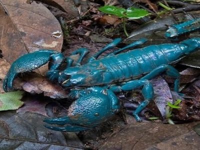 जगातील सर्वात विषारी विंचू | तब्बल 75 कोटी रुपयांना विकतं या विंचूचं विष | पण का? – वाचा माहिती जगातील सर्वात विषारी विंचू | तब्बल 75 कोटी रुपयांना विकतं या विंचूचं विष | पण का? – वाचा माहिती