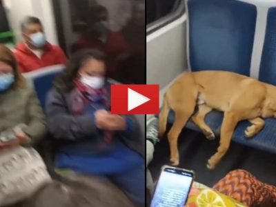 Viral Video | माणुसकी आजही जिवंत आहे, गर्दीने भरलेल्या बसमध्ये कुत्रा सीटवर निवांत झोपलेला, पण प्रवाशांनी त्याला निवांत झोपू दिलं