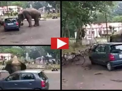 Viral Video | हत्ती चारचाकी कारला अक्षरशः खेळणं समजून खेळत होता, आजूबाजूच्या लोकांची बोंबाबोंब, व्हायरल व्हिडीओ पहा