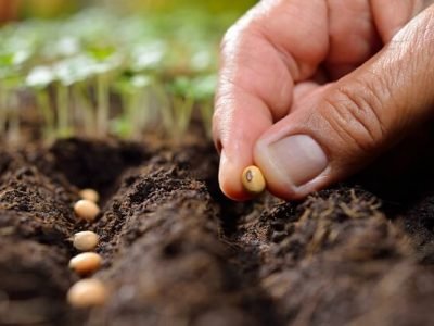 शेतकऱ्यांना भुईमूग व सोयाबीनचे बियाणे मिळणार मोफत | कसा कुठे कराल अर्ज? – सविस्तर माहिती