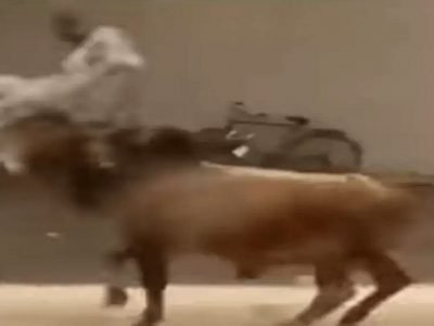 Funny Viral Video | देशी दारू प्यायलेल्या दारूड्याला बैलाने शिंगाने उचलून फेकले, पण पुन्हा उठून पंगा घेतला आणि…