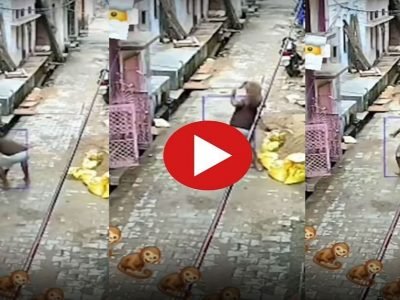 Funny Video Viral | माकडाच्या अंगात शिरला WWF मधील जॉन सिना, तरुणाला असं उडी मारून खाली आदळलं, पहा व्हिडीओ