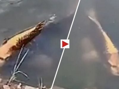 Viral Video | अजब मासा, चेहरा अगदी मनुष्यासारखा, चीनमधील घोष्ट फिशचा व्हायरल व्हिडिओ प्रचंड चर्चेत, एकदा बघाच