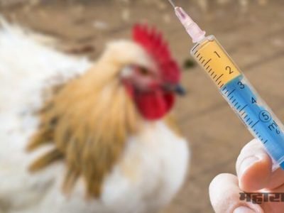 Polutry farms are using injections to increase weight of hen in Maharashtra