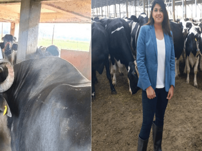 तरुणांसाठी दुग्ध व्यवसाय आहे एक मोठी संधी | वाचा सविस्तर माहिती