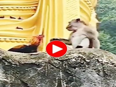 Video Viral | माकड आणि कोंबड्याचे कडाक्याचे भांडण, पण कोंबड्याने माकडाचा सगळा माज उतरवला, हसू आणणारा व्हिडिओ व्हायरल