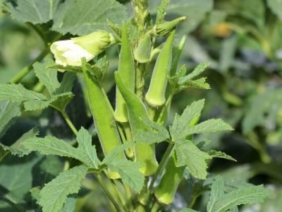 कृषी मंत्र | जाणून घ्या भेंडी लागवड आणि व्यवस्थापन तंत्रज्ञान