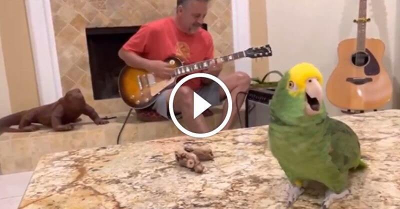 Parrot sing a song