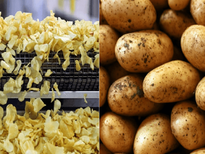 Startups | बटाटा प्रक्रिया उद्योग | मराठी तरुणांना परवडेल असा कायम चलती असलेला उद्योग – वाचा माहिती