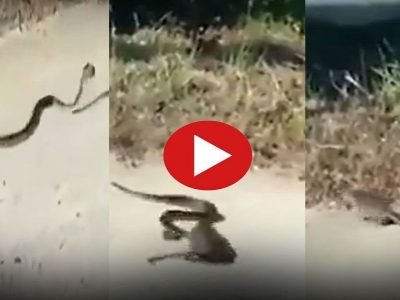 Viral Video | आई शेवटी आईच असते, सापाने उंदराच्या पिल्लाला पकडले, समोर आली उंदराची आई आणि झालं असं..