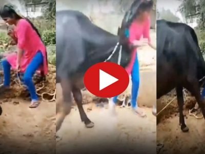 Trending Video | ती मुलगी म्हशीजवळ जाऊन नाचू लागली, मग म्हशीने जे केलं त्यावरून समाज माध्यमांवर हशा