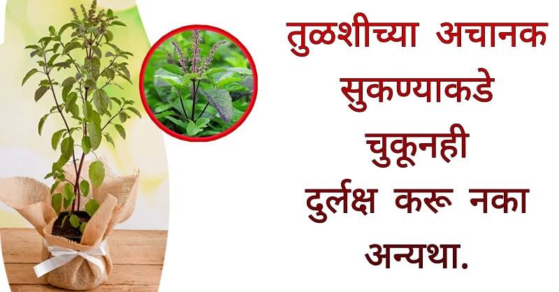 Do not ignore on Tulsi tree