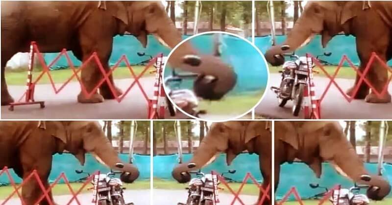 Elephant eat helmet