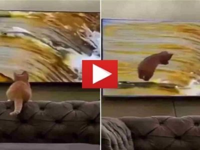 Viral Video | त्या मांजरीची नजर नदीतील माशांवर पडली, त्यानंतर मांजरीच्या हल्ल्याचा हा व्हिडिओ प्रचंड व्हायरल का होतोय