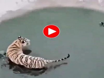 Viral Video | चल! कसला वाघ तू?, एका छोट्या पक्षाने अशी फिरकी घेतली वाघाची, मजेशीर व्हायरल व्हिडिओ नक्की पहा