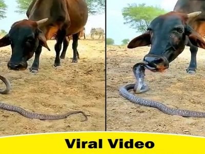 Viral Video | विषारी सापाला चाटताना दिसली गाय, मग काय झालं?..हा व्हिडिओ पाहून लोक हैराण
