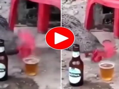 Viral Video | बिअर पितात हे कोंबडा-कोंबडी, एक घोट घेतल्यावर मग काय तड-तड-तड-तड फक्त व्हिडिओ बघाच