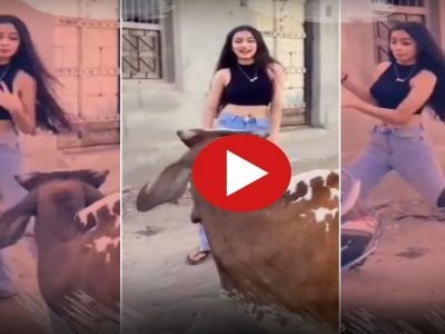 Viral Video | ती बैलासमोर डान्सचा व्हिडिओ बनवू लागली, बैल संतापला, त्यानंतर जे घडलं त्याचा व्हिडिओ प्रचंड व्हायरल