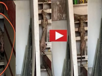 Viral Video | बिहारमध्ये दिसला हा विचित्र प्राणी, वनविभागाचे अधिकारीही आश्चर्यचकित, व्हिडिओ प्रचंड व्हायरल