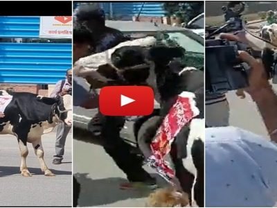 Video Viral | भाजप आमदार गाय घेऊन विधानसभेच्या आवारामध्ये पोहोचले, माध्यमांना बाईट देताना गर्दी होताच गाय सुसाट पळून गेली