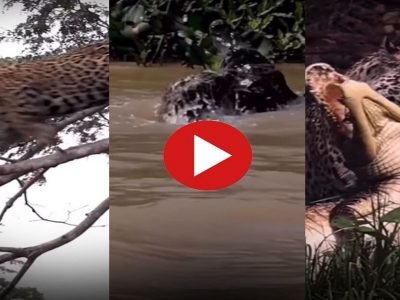 Viral Video | जेव्हा जग्वार झाडावर चढून भल्या मोठ्या मगरीवर हल्ला करून शिकार करतो, व्हिडिओ प्रचंड व्हायरल होतोय