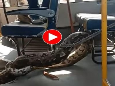 Video Viral | धक्कादायक! स्कूल बसमध्ये लपला होता भला मोठा अजगर, काय घडलं त्याचा थरारक व्हिडीओ व्हायरल