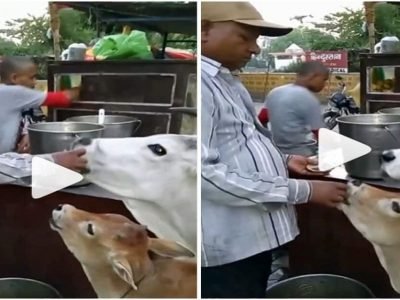 Viral Video | गाय आणि वासराला चटपटीत पाणीपुरी खाण्याची इच्छा झाली, पाणीपुरीवाला सुद्धा दिलदार निघाला, व्हिडीओ प्रचंड व्हायरल
