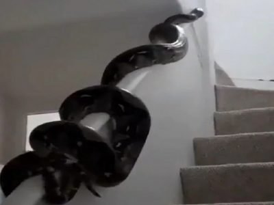 Video Viral | महाकाय अजगर इमारतीतील पायऱ्यांच्या रेलींगवरून वर निघाला, अनेकांना धडकी भरली, पहा व्हिडिओ