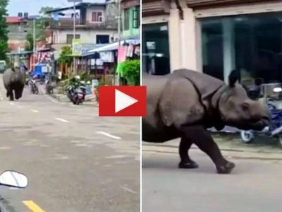 Viral Video | मनुष्य प्राणी जंगल बळकावतोय, बिबटे सोडा आता गेंडे सुद्धा भर वस्त्यांमध्ये घुसत आहेत, व्हिडिओ व्हायरल