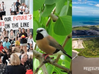 ‘फिंच’ या दुर्मिळ पक्षांसाठी ऑस्ट्रेलियात अदाणींच्या खाण उद्योगाला स्थगिती, पण भारतात?