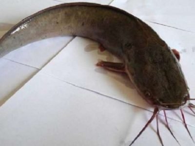 Health First | चुकूनही हा मासा कधीही खाऊ नका | काय आहे कारण?