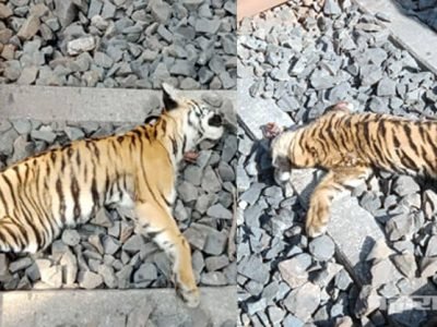 chandrapur forest tigers dead under train