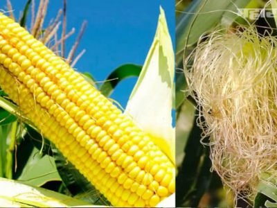 Health First | कॉर्न रेशीम | मधुमेह ते उच्च रक्तदाबाच्या समस्येवर उपयुक्त Health First | कॉर्न रेशीम | मधुमेह ते उच्च रक्तदाबाच्या समस्येवर उपयुक्त