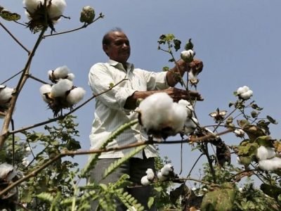 कृषी मंत्र | खरीप कापूस लागवड नियोजनाबद्दल अधिक माहिती जाणून घ्या