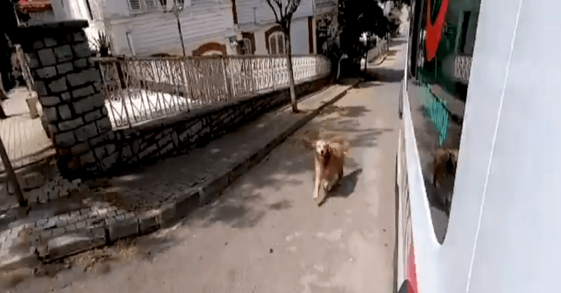 dog chasing ambulance