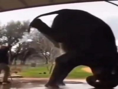 Viral Video | खाली डोकं वर पाय | हत्तीचा ‘खतरों के खिलाड़ी’ स्टंट समाज माध्यमांवर व्हायरल