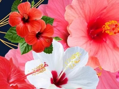 Health First | रक्तदाबाचा त्रास कमी करण्यासाठी जास्वंदीचे फुल गुणकारी – वाचा सविस्तर