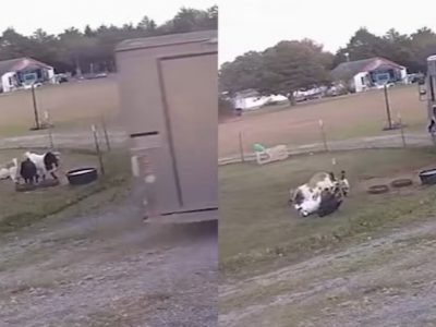 Viral Video | बकऱ्यांची हास्य जत्रा, मालकाला पाहून पटकन जमिनीवर झोपून गेल्या, व्हिडिओ व्हायरल Viral Video | बकऱ्यांची हास्य जत्रा, मालकाला पाहून पटकन जमिनीवर झोपून गेल्या, व्हिडिओ व्हायरल