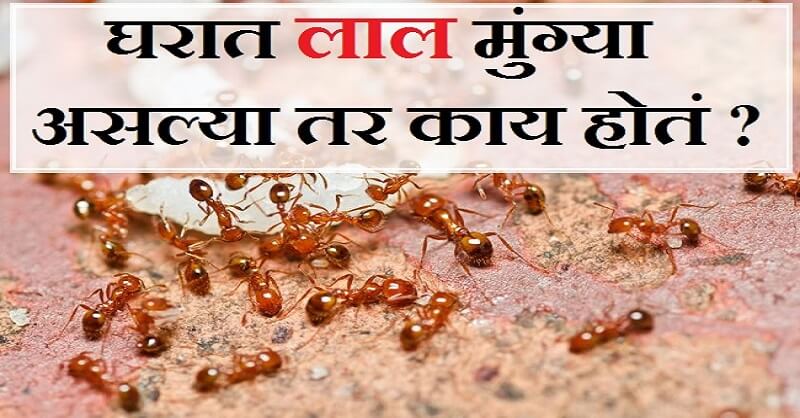 home remedies against red ants