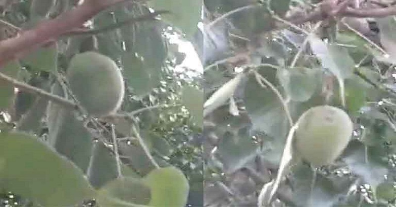 Mango on a pimple tree