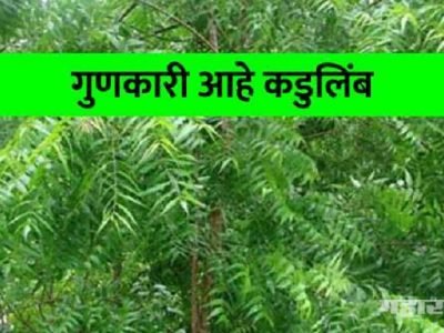 Health First | त्वचा आणि अनेक आजारांवर वरदान आहे कडुनिंब