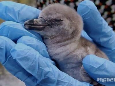 Newly born penguin dead after some health issue