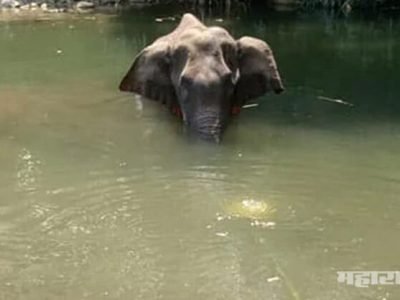 गर्भार हत्तीणीला फटाक्यांनी भरलेलं अननस भरवलं, ३ दिवस तडफडून प्राण सोडले