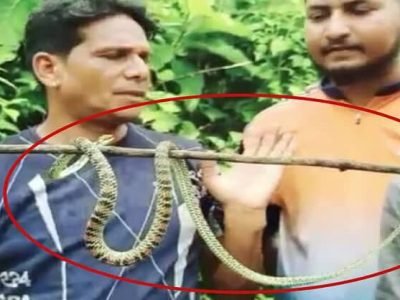 रायगड | रोहा येथे दुर्मीळ उडता सोनसर्प आढळला | सर्पमित्रांमध्ये आनंद