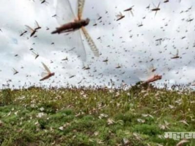 अफवांवर विश्वास ठेऊ नका, मुंबईला टोळधाडीचा धोका नाही – एलडब्लूओ