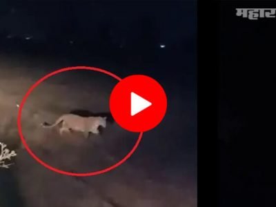 VIDEO | आईसोबत बसलेल्या ३ वर्षीय मुलाला बिबट्याने उचलून नेलं | आईने…