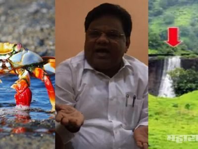 ४१ धरणं धोकादायक, सरकार दुरुस्ती करणार की खेकडे पकडण्याचं टेंडर काढणार? सविस्तर