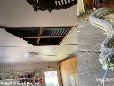 घराच्या सिलिंगवर दोन अजगरांच्या भांडणामुळे सिलिंगचा काही भाग कोसळला